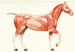 The Muscular System of the Horse - Amedeo John Engel Terzi — artwork view