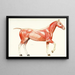 The Muscular System of the Horse - Amedeo John Engel Terzi — framed artwork on a wall