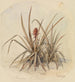 Pineapple in Bloom - Ferdinand Keller — artwork view
