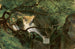 Interior de bosque con una cascada - André Giroux — vista de la obra