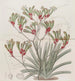 Anigozanthus de dos colores y cabellos amarillos - Sydenham Edwards — vista de la obra