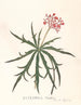 Jatropha Multifidis - Ann Lee — vista de la obra