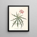 Jatropha Multifidis - Ann Lee — cuadro enmarcado en la pared