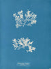 Achnanthes longipes parasite - Anna Atkins — artwork view