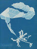 Alaria esculenta - Anna Atkins — artwork view