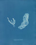 Asperococcus turneri - Anna Atkins — vista de la obra