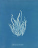 Asperococcus echinatus - Anna Atkins — vista de la obra