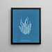 Asperococcus echinatus - Anna Atkins — cuadro enmarcado en la pared