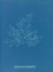 Bonnemaisonia asparagoides - Anna Atkins — vista de la obra