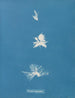 Bryopsis hypnoides - Anna Atkins — artwork view