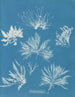 Bryopsis plumosa - Anna Atkins — vista de la obra