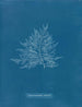 Rosa de Callithamnion - Anna Atkins — vista de la obra