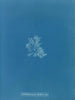 Callithamnion hookeri var. - Anna Atkins — artwork view