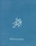 Callithamnion gracillimum - Anna Atkins — artwork view