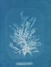 Callithamnion plumula - Anna Atkins — artwork view
