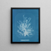 Callithamnion plumula - Anna Atkins — framed artwork on a wall