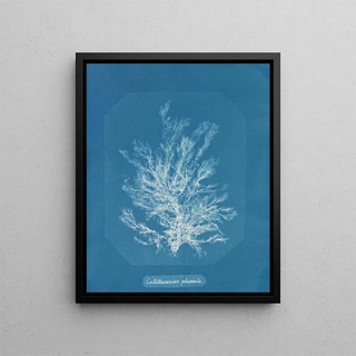 Anna Atkins - Callithamnion plumula.webp