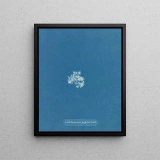 Anna Atkins - Callithamnion polyspermum.webp