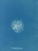 Callithamnion roseum - Anna Atkins — vista de la obra