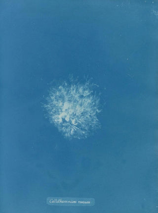 Anna Atkins - Callithamnion roseum.webp