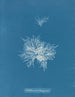 Callithamnion tetragonum - Anna Atkins — vista de la obra
