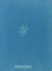 Callithamnion thuyoides - Anna Atkins — vista de la obra