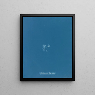 Anna Atkins - Callithamnion thuyoides.webp