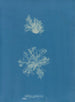 Calothrix confervicola - Anna Atkins — vista de la obra