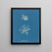 Calothrix confervicola - Anna Atkins — cuadro enmarcado en la pared
