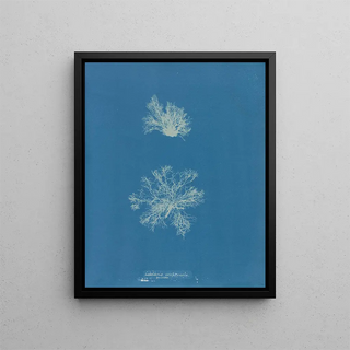 Anna Atkins - Calothrix confervicola.webp