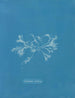 Ceramic Ciliated Painting - Anna Atkins — artwork view