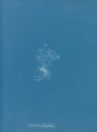 Anna Atkins - Ceramium fastigiatum.webp