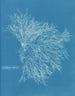 de cerámica roja - Anna Atkins — vista de la obra