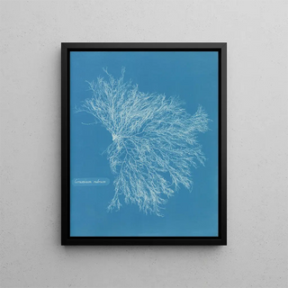 Anna Atkins - Ceramium rubrum.webp