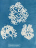 Crispy Shell - Anna Atkins — artwork view