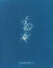 Chondrus crispus var. - Anna Atkins — vista de la obra