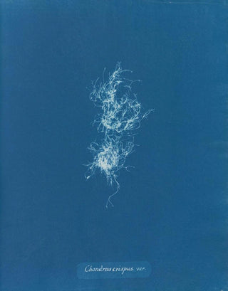 Anna Atkins - Chondrus crispus var.webp
