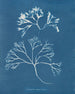 Cartilage mammaire - Anna Atkins — artwork view