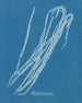 Chorda lomentaria - Anna Atkins — vista de la obra