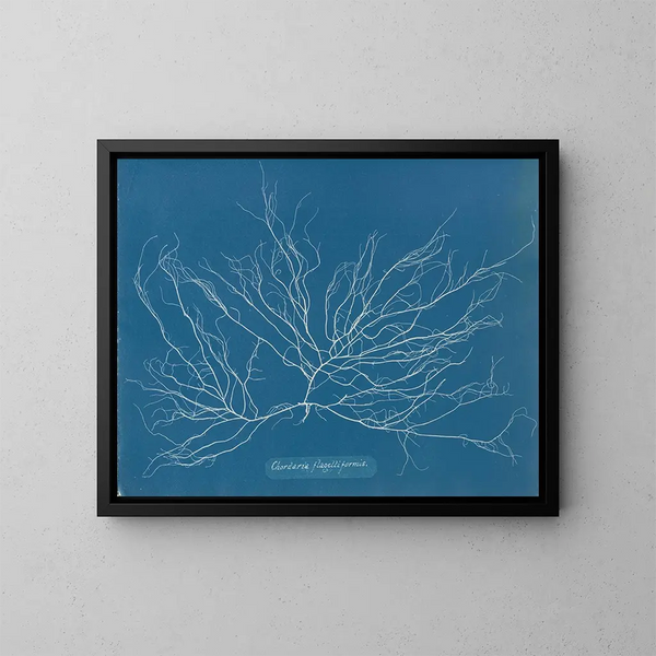 Chordaria flagelliformis - Anna Atkins — framed artwork on a wall