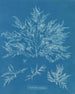 Chylocladia clavellosa - Anna Atkins — vista de la obra
