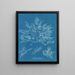 Chylocladia clavellosa - Anna Atkins — cuadro enmarcado en la pared