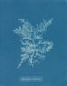 Chylocladia califormis - Anna Atkins — vista de la obra