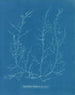 Chylocladia kaliformis in the fruits - Anna Atkins — artwork view