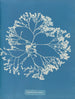 Chylocladia ovalis - Anna Atkins — artwork view