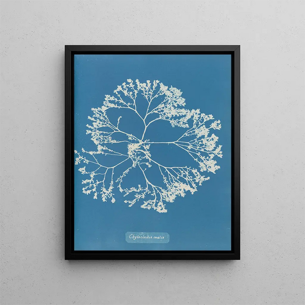 Anna Atkins - Chylocladia ovalis.webp