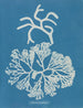 Codium tomentosum - Anna Atkins — vista de la obra