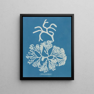 Anna Atkins - Codium tomentosum.webp