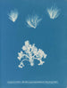 Conferva arcta the three upper specimens in juvenile state - Anna Atkins — artwork view