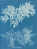 Comparer mince - Anna Atkins — vista de la obra